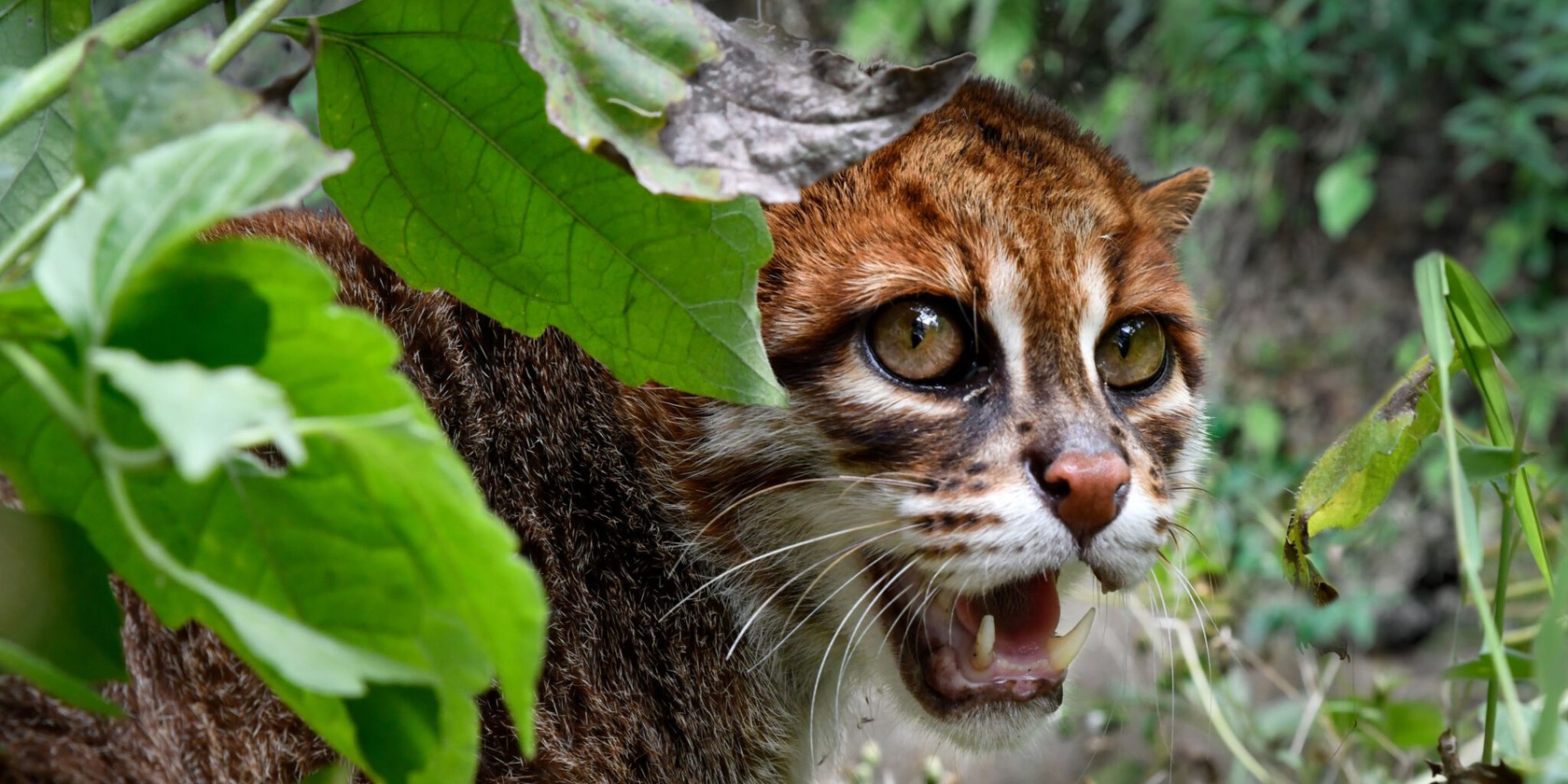 Dzikie zwierzę – kot z gatunku zagrożonego, chroniony przez Fundację SaveWildCats