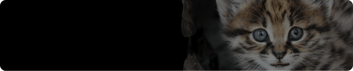 Dziki kot – Ochrona zagrożonych gatunków przez Fundację SaveWildCats